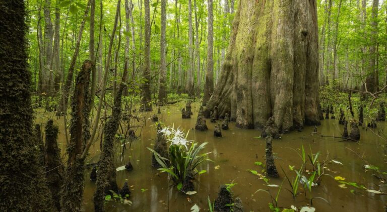 Hayati